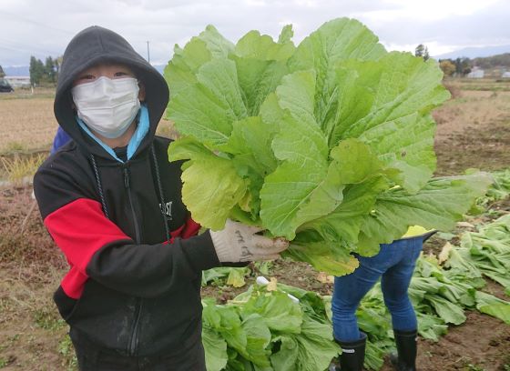 2021「山形青菜の植え付けとアスパラガス収穫体験」参加者募集中