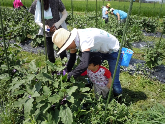 2023年8月21日〜開催「薄皮丸茄子収穫と漬物づくり」参加者募集中